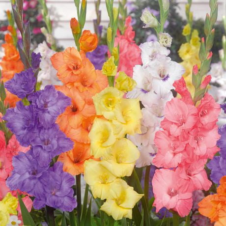 TASC Flower Bulbs - Gladiolus Large Flowering Pastel Assorted (40 Bulbs ...