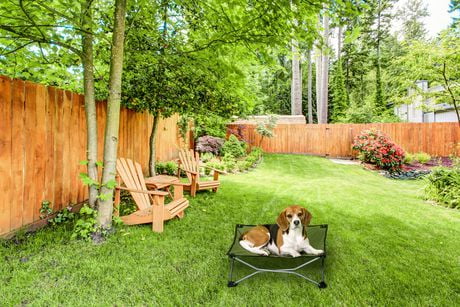 folding elevated dog bed