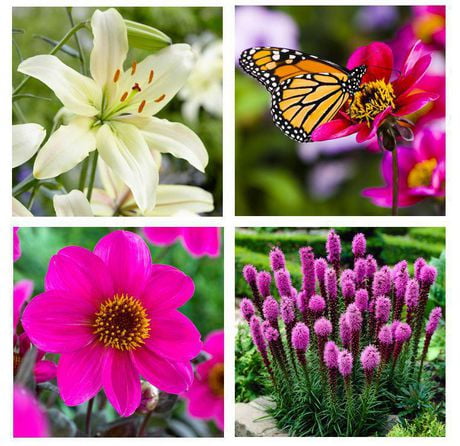 Flower Bulbs - Butterfly Garden Collection (17 Bulbs) | Walmart Canada