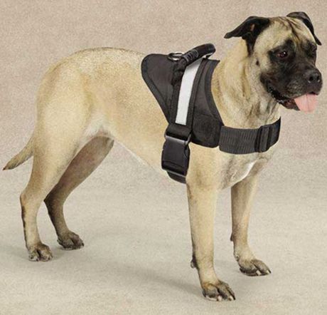 cool dog harness