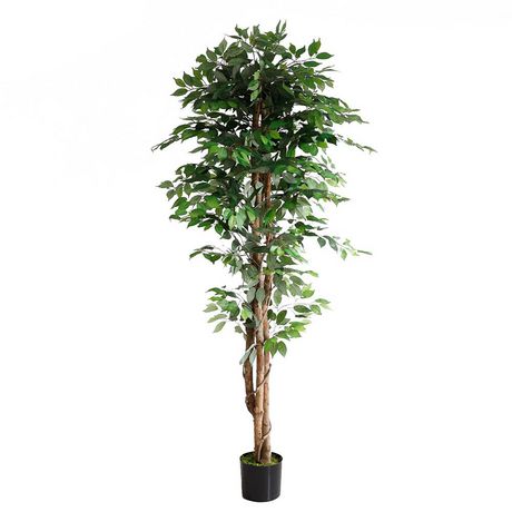 Ficus Tree | Walmart Canada