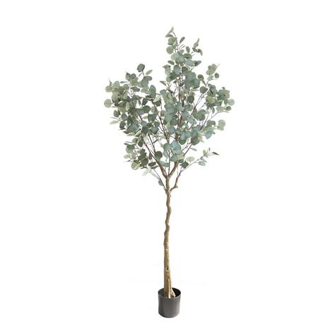 Eucalyptus Tree | Walmart Canada