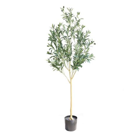 Olive Tree - Walmart.ca