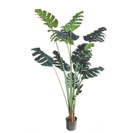 Monstera Plant | Walmart Canada