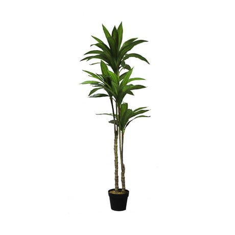 Dracaena | Walmart Canada