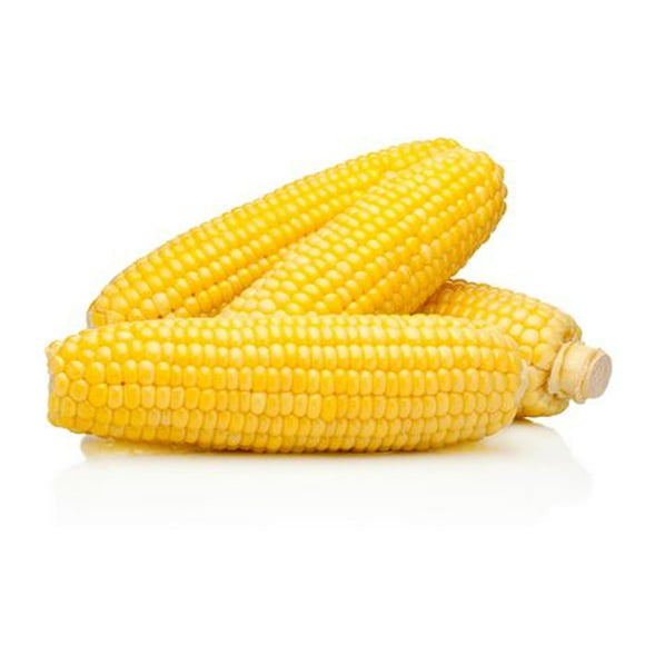 Corn on the cob, Pack of 4