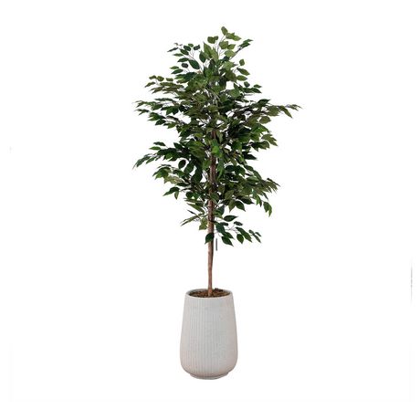 Potted Altissima Ficus Tree | Walmart Canada