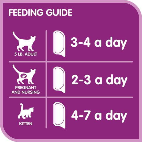 cat feeding recommendations