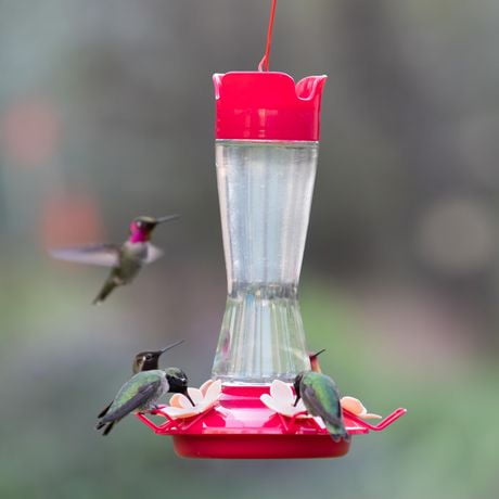 Perky-Pet Top-Fill Pinch-Waist Glass Hummingbird Feeder – 12 oz ...