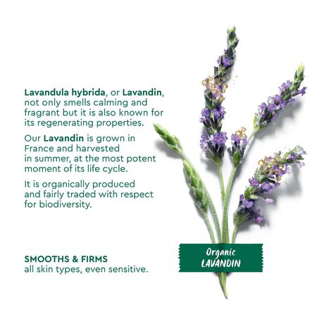 garnier lavender night cream