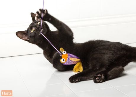 hartz gone fishin cat toy