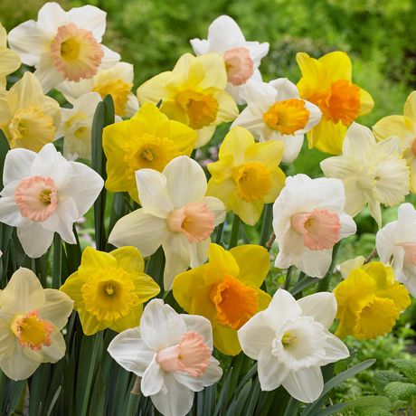 Flower Bulbs - Narcissus Large-Cupped & Trumpet Naturalizing Assorted ...