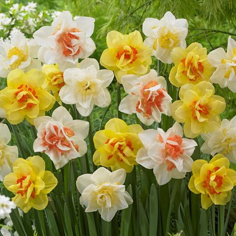 Flower Bulbs - Narcissus Double Assorted ( 25 Bulbs ) | Walmart Canada