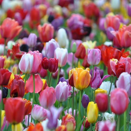 TASC Flower Bulbs - Tulip Triumph Assorted (16 Bulbs) | Walmart Canada