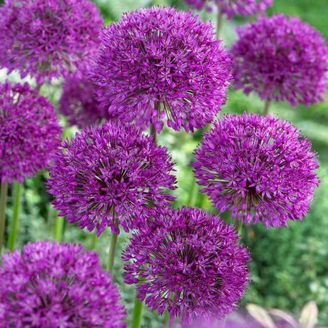 TASC Flower Bulbs - Allium Aflatunense Purple Sensation (15 Bulbs ...