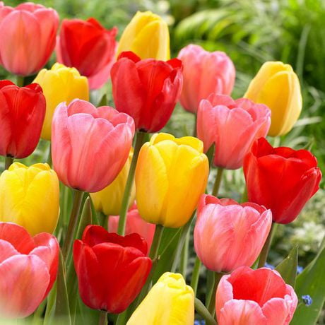 TASC Flower Bulbs - Tulip Darwin Hybrid Assorted (16 Bulbs) | Walmart ...