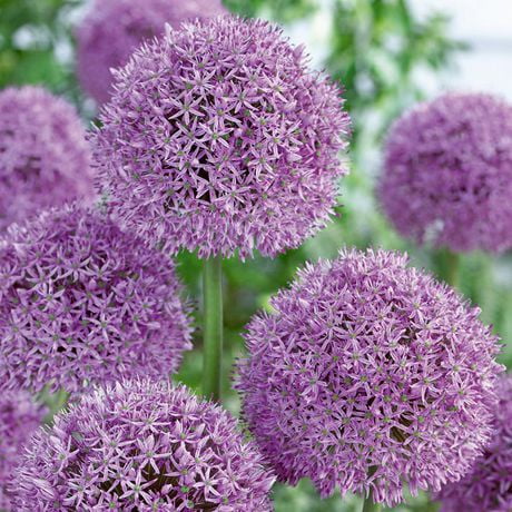 Flower Bulbs - Allium Gladiator (3 Bulbs) - Walmart.ca