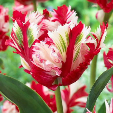 TASC Flower Bulbs - Tulip Parrot Estella Rijnveld (16 Bulbs) | Walmart ...