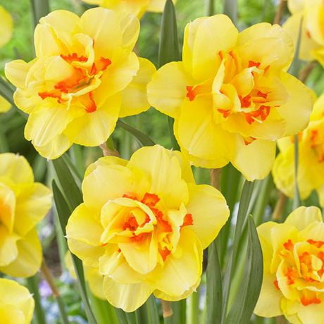 TASC Flower Bulbs - Narcissus Daffodil Double Tahiti (12 Bulbs ...