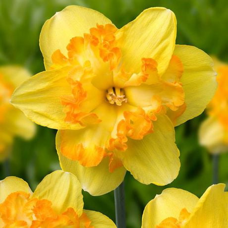 Flower Bulbs - Narcissus Split-Corona Blazing Starlet (20 Bulbs ...