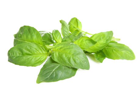 Basil Fresh