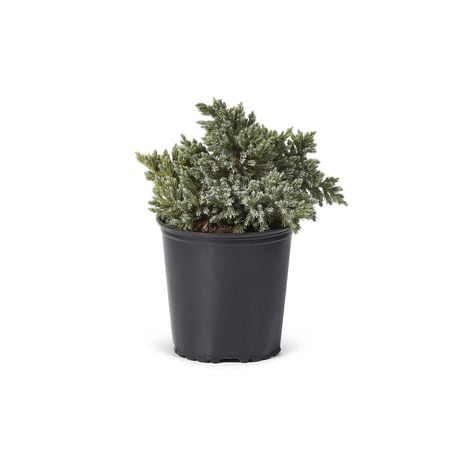 Genévrier Blue Star (Juniperus), pot de 7,5 L (2 gal), arbuste