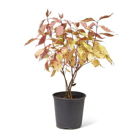 2 Gallon (7.5L) Silverleaf Dogwood (Cornus) Shrub | Walmart Canada