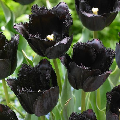 Bulbes à fleurs - Tulipe frangée Noire ( 20 Bulbes ) | Walmart Canada