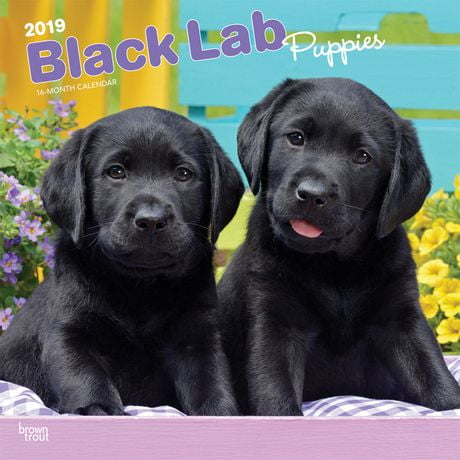 2019 Labrador Retriever Puppies, Black Calendar | Walmart Canada 2019 Labrador Retriever Puppies, Black Calendar | Walmart Canada