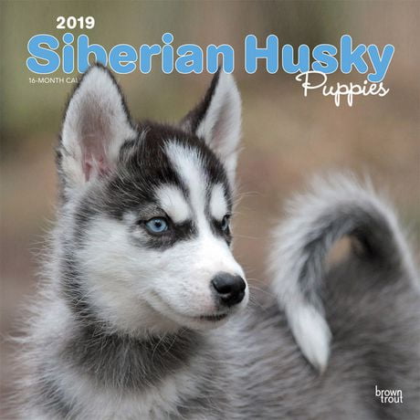 2019 Siberian Husky Puppies Calendar | Walmart Canada