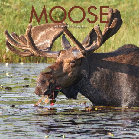 2019 Moose Calendar | Walmart Canada