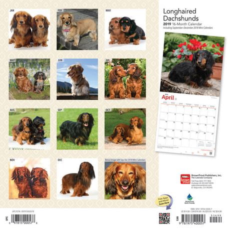 2019 Dachshunds, Longhaired Calendar | Walmart Canada