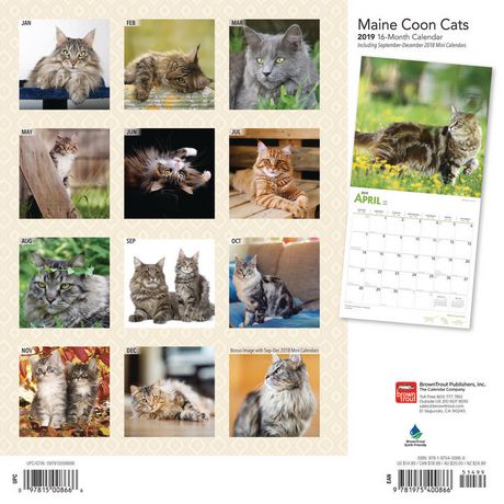 19 Chats Maine Coon Calendrier Walmart Canada