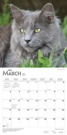 19 Chats Maine Coon Calendrier Walmart Canada