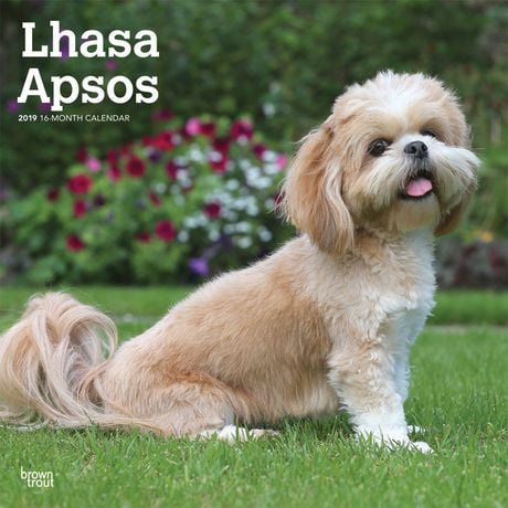 2019 Lhasa Apsos Calendar | Walmart Canada