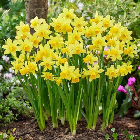 TASC Flower Bulbs - Narcissus Cyclamineus Tête à Tête (7 Bulbs ...