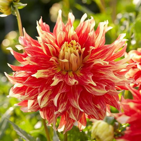 Flower Bulbs - Dahlia Decorative Bodacious (3 Bulbs) - Walmart.ca