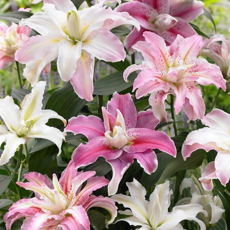 Flower Bulbs - Lilium Oriental Hybrid Roselily Assorted (12 Bulbs ...