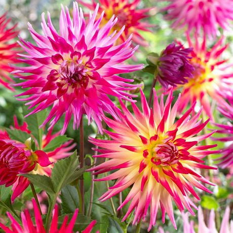 Flower Bulbs - Dahlia Semi-Cactus Electric Assorted (5 ...