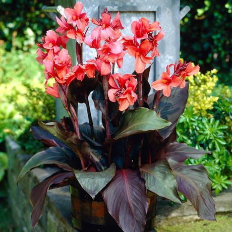 Flower Bulbs - Canna Indica Hybrid Angelique (3 Bulbs) | Walmart Canada