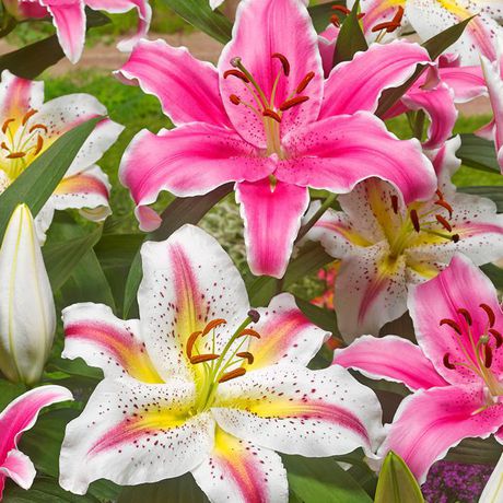 Flower Bulbs - Lilium Oriental Hybrid Playtime & Sorbonne (12 Bulbs ...