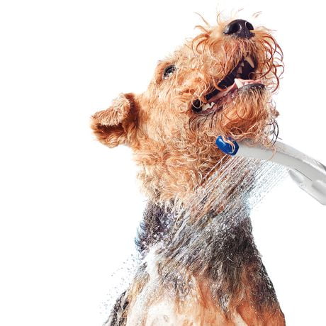 Douchette pour chien de la Douchette pour animaux de Waterpik pour 