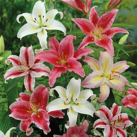 Flower Bulbs - Lilium Oriental Hybrid Assorted (12 Bulbs) | Walmart Canada