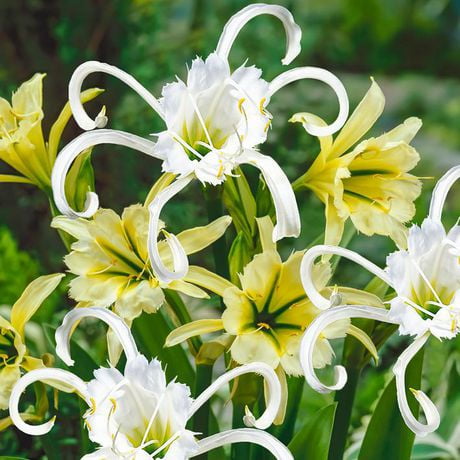 Flower Bulbs - Hymenocallis Peruvian Daffodil Festalis & Sulphur Queen (5 Bulbs)