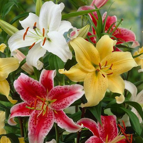 Flower Bulbs - Lilium Oriental Hybrid Stargazer Assorted (12 Bulbs) |  Walmart Canada