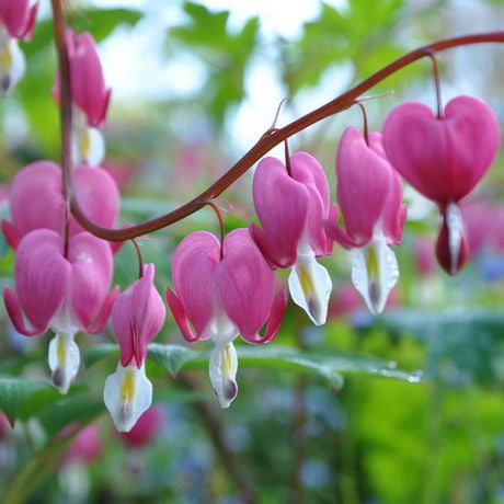 Flower Bulbs - Dicentra Spectabilis Bleeding Heart (4 Bulbs) - Walmart.ca