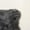 GRAY, variant on New Zealand Sheepskin 2-Pack Pillows