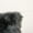 GRAY, variant on H-Natural 2 Pack 100% New Zealand Sheepskin Pillow 18"X18"