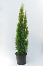 cèdre Emerald