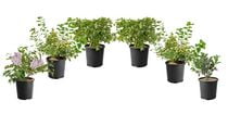 6 arbustes à fleurs variés, pot de 3,8 L (1 gal)